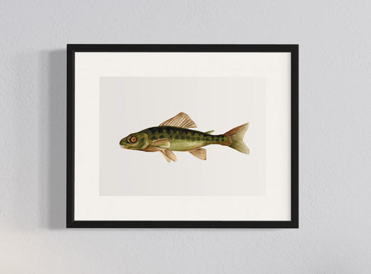 CUADRO TRUCHA PERCA