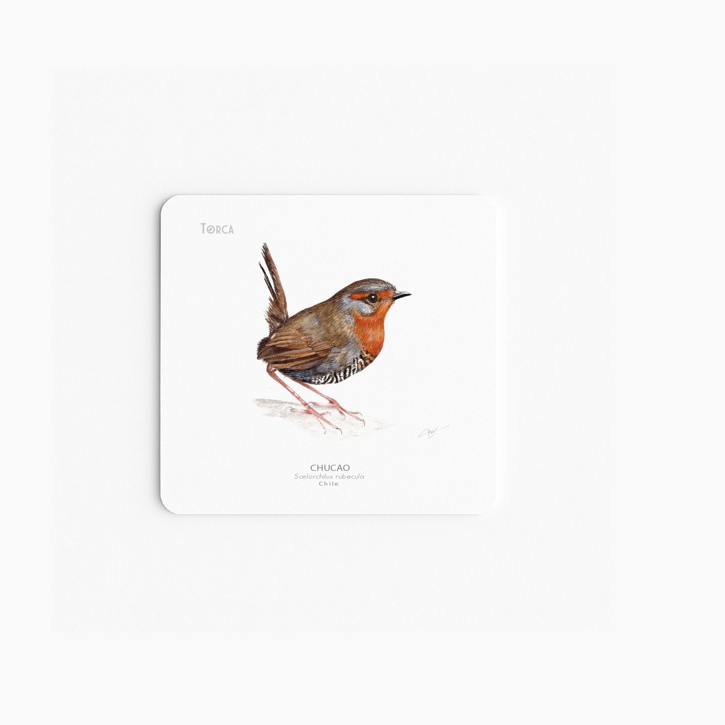 Set de 6 Posavasos Aves del Sur