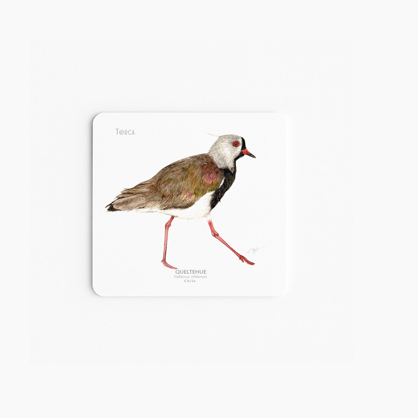 Set de 6 Posavasos Aves del Sur