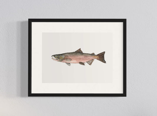 CUADRO SALMÓN CHINOOK