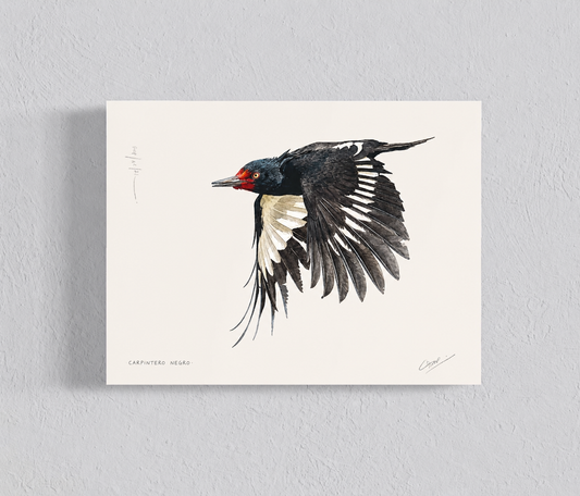 Ilustración Carpintero negro en vuelo ♀