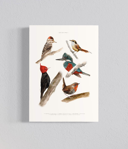 Ilustración Aves de Chile I