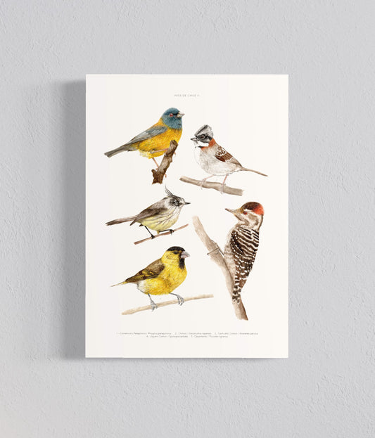 Ilustración Aves de Chile II