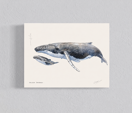 Ilustración Ballena Jorobada y cría