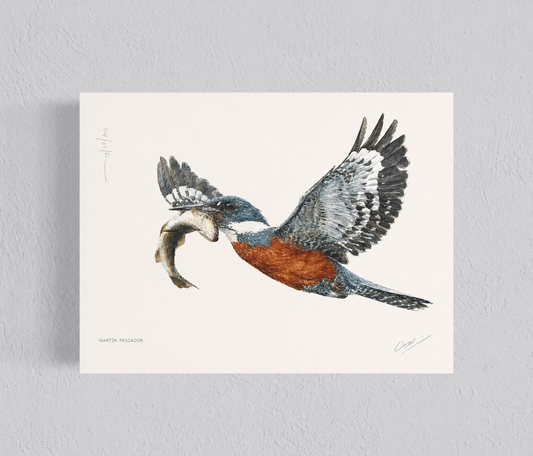 Ilustración Martín Pescador volando