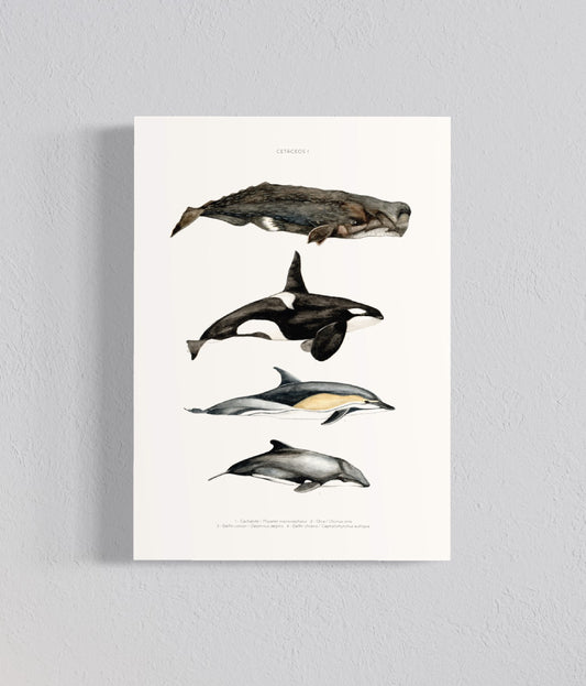 Ilustración Cetáceos