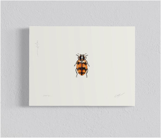 Ilustración Chinita chilena