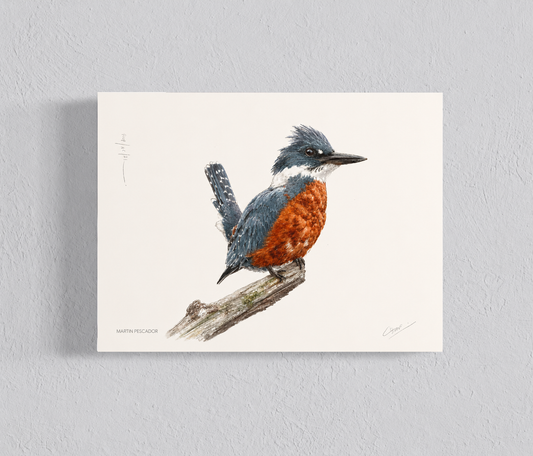 Ilustración Martín Pescador III