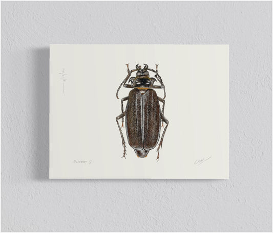 Ilustración Matabuey Hembra