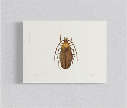 Ilustración Matabuey Macho