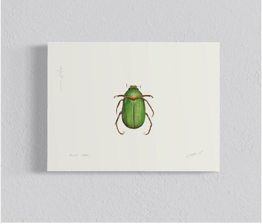 Ilustración Pololo verde