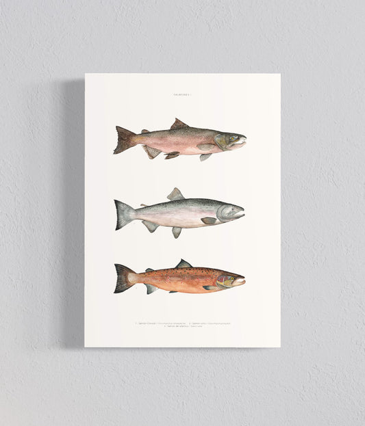 Ilustración Salmones