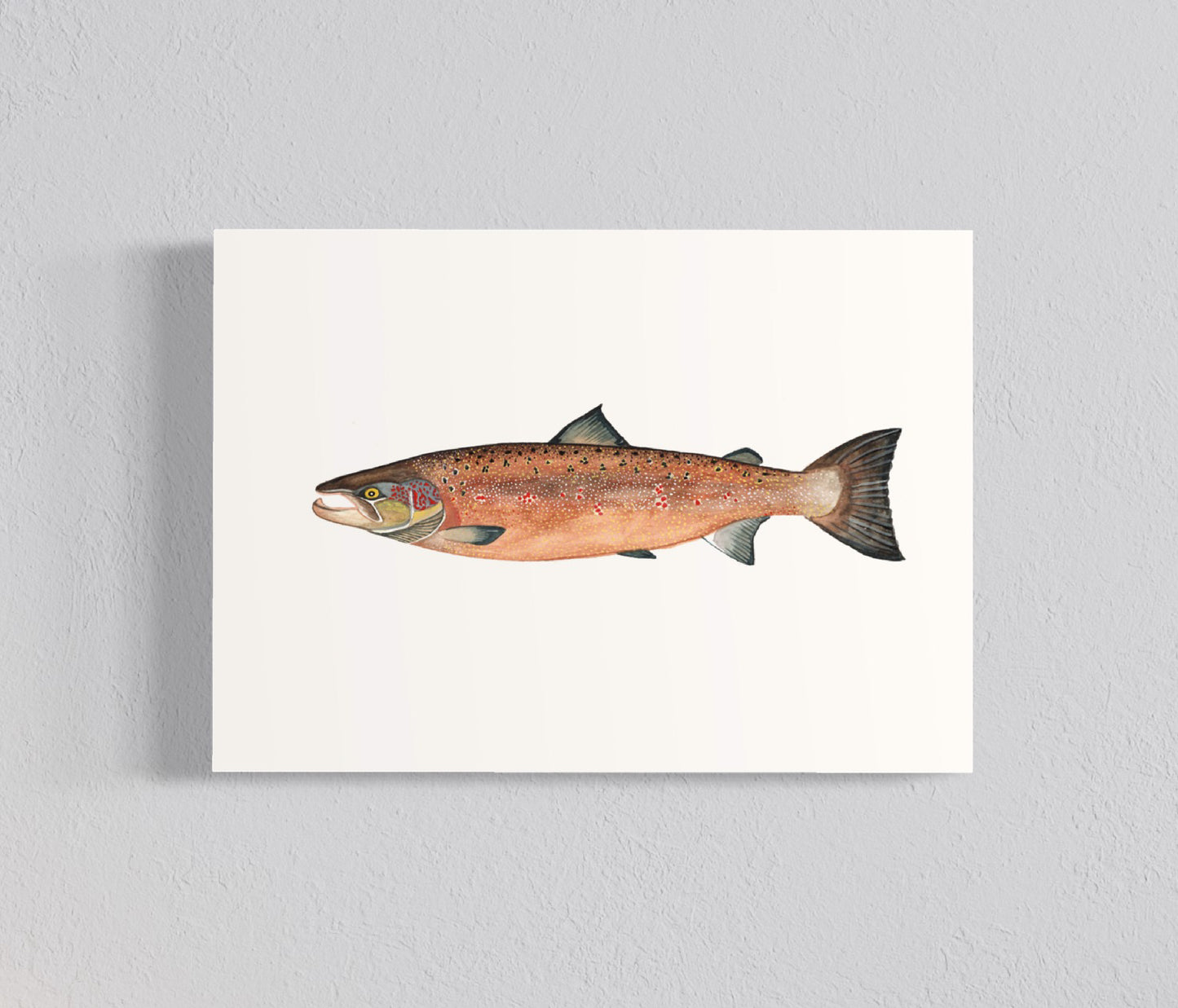 Pack Ilustraciones Peces