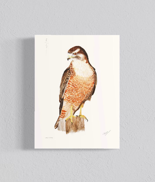 Ilustración Aguilucho