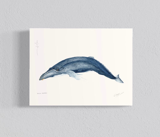 Ilustración Ballena Azul