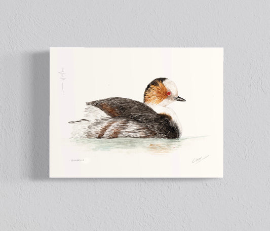 Ilustración Blanquillo