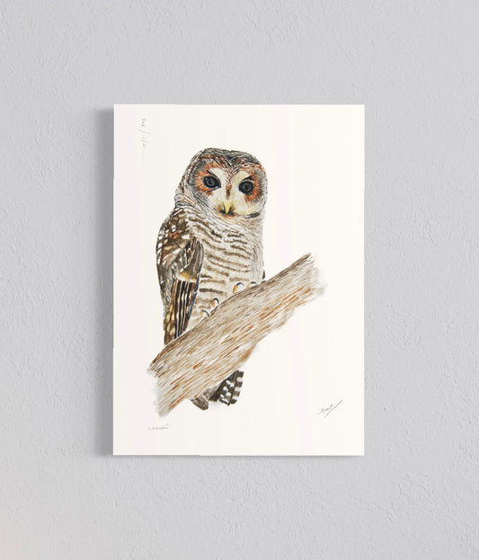 Ilustración Con-con