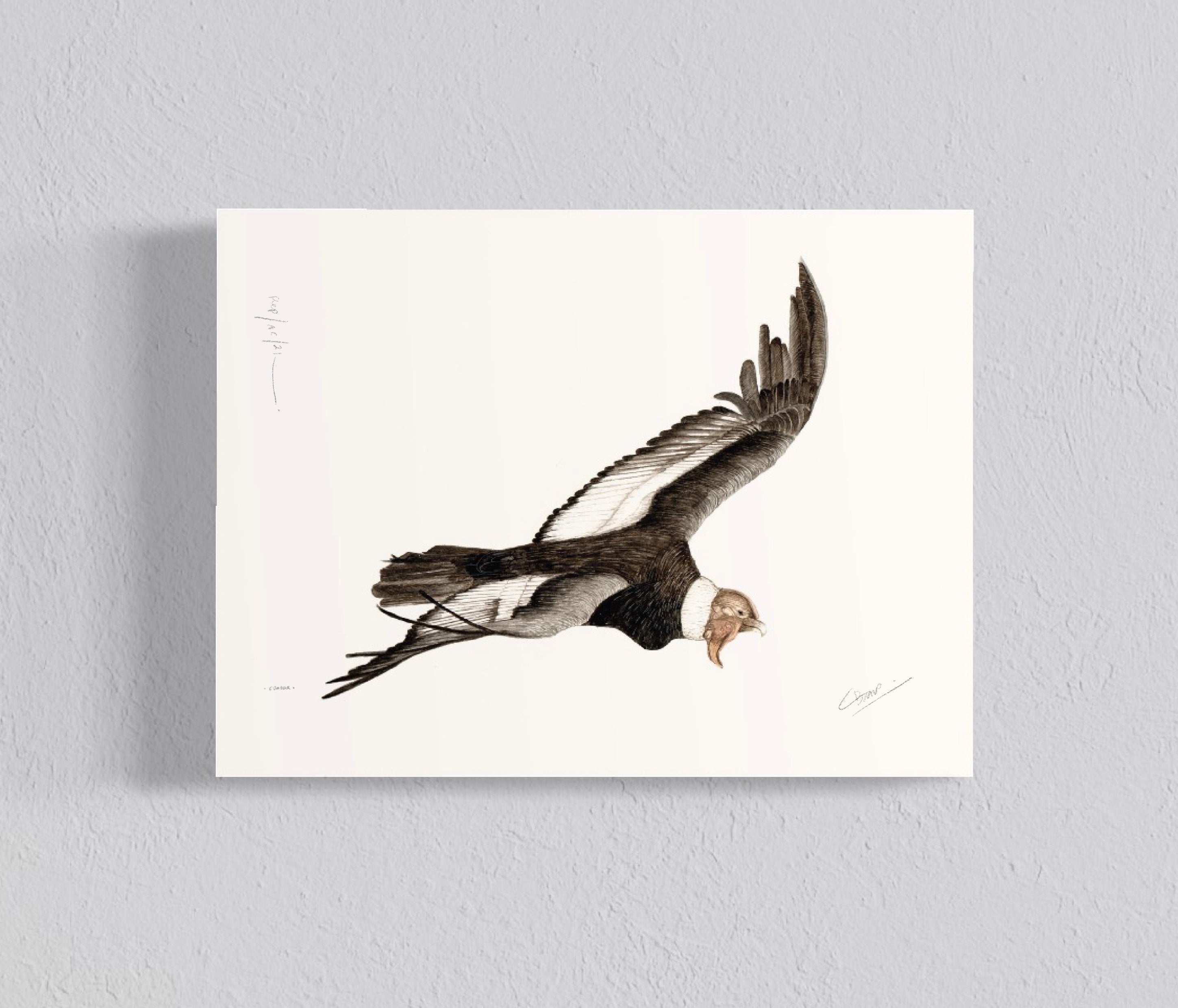 Ilustración Cóndor – torcachile