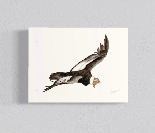 Ilustración Cóndor