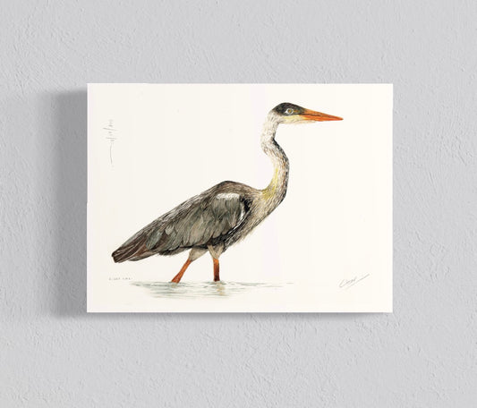 Ilustración Garza cuca