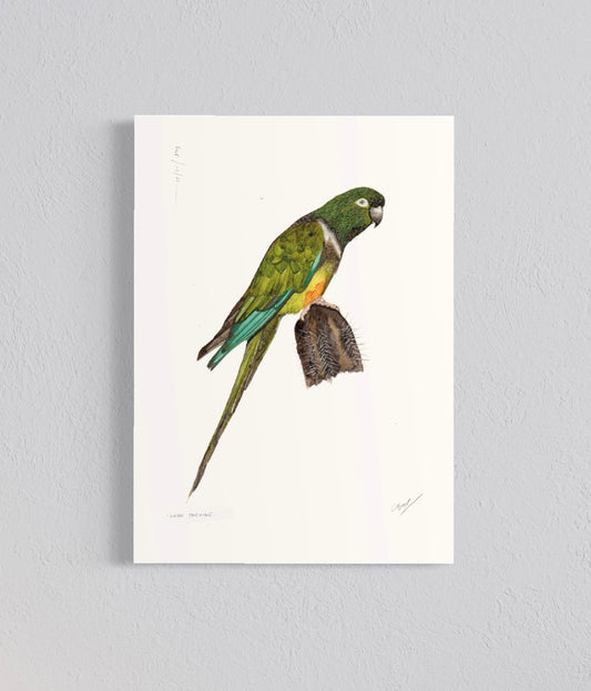 Ilustración Loro Tricahue