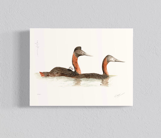 Ilustración Huala