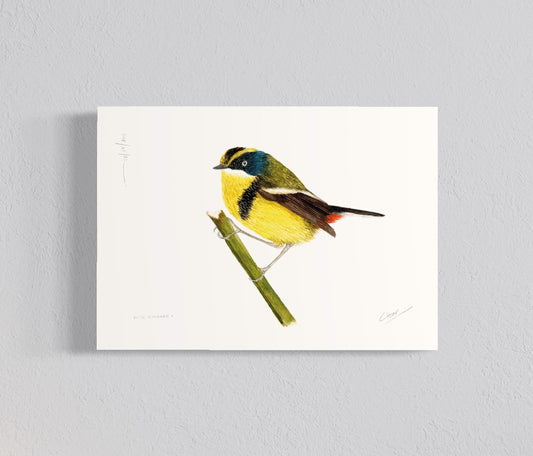 Ilustración Siete colores