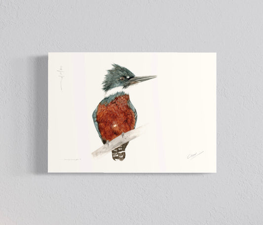 Ilustración Martín Pescador