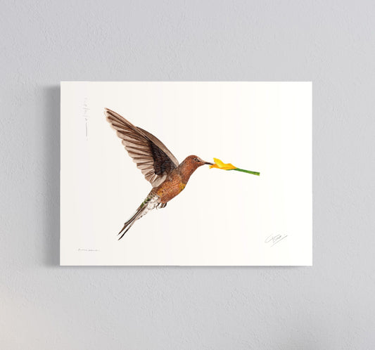 Ilustración Picaflor gigante