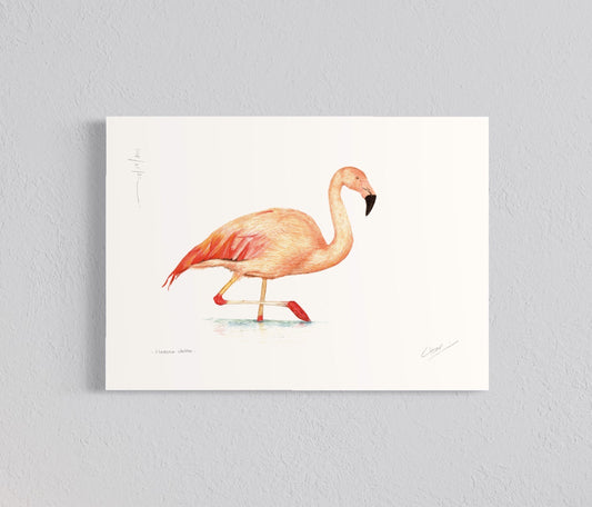 Ilustración Flamenco Chileno