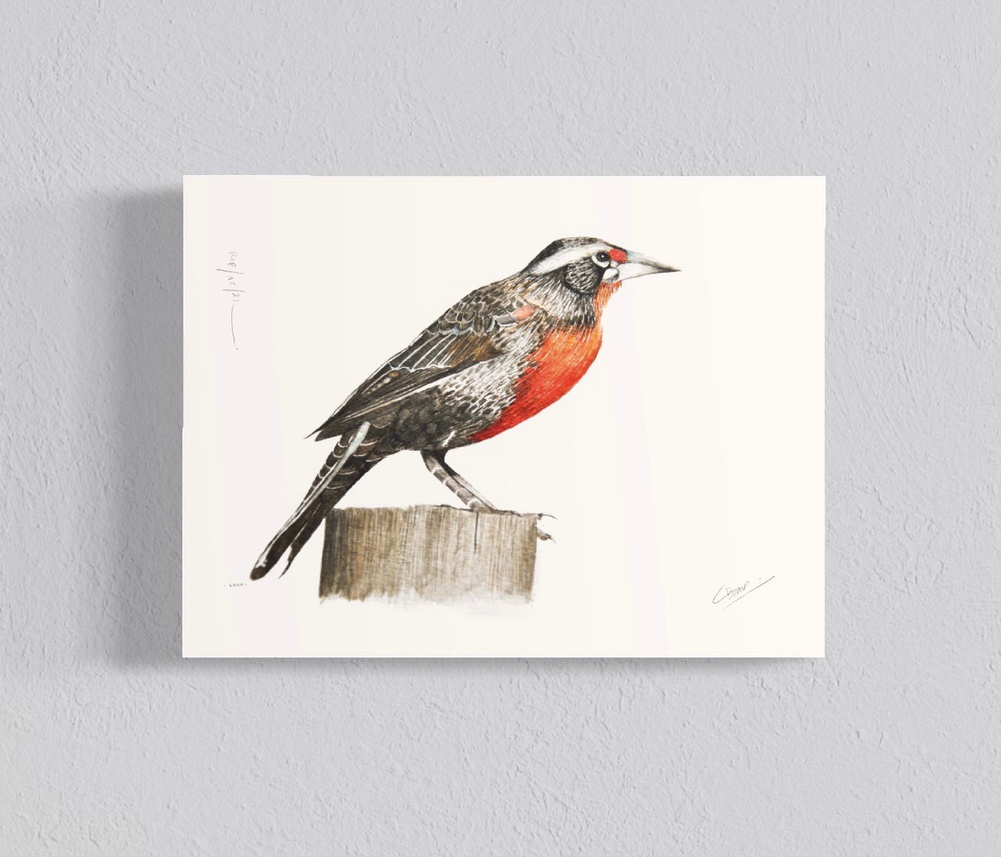 Pack Ilustraciones Aves del Sur III