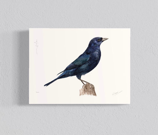 Ilustración Mirlo