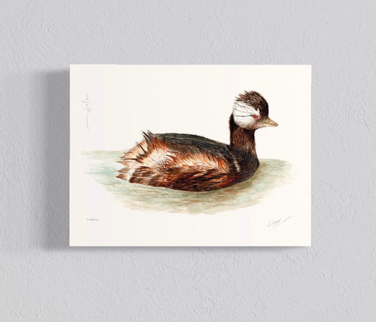 Ilustración Pimpollo