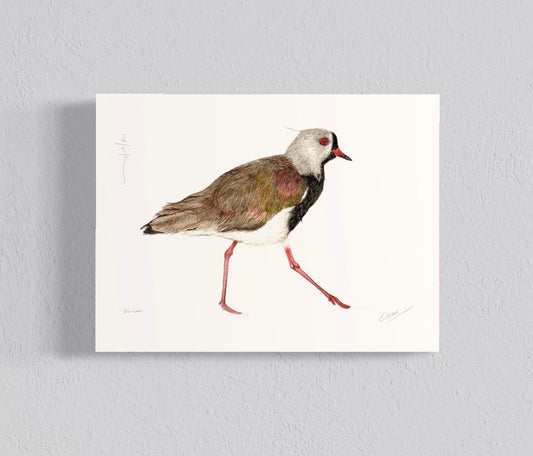 Ilustración Queltehue