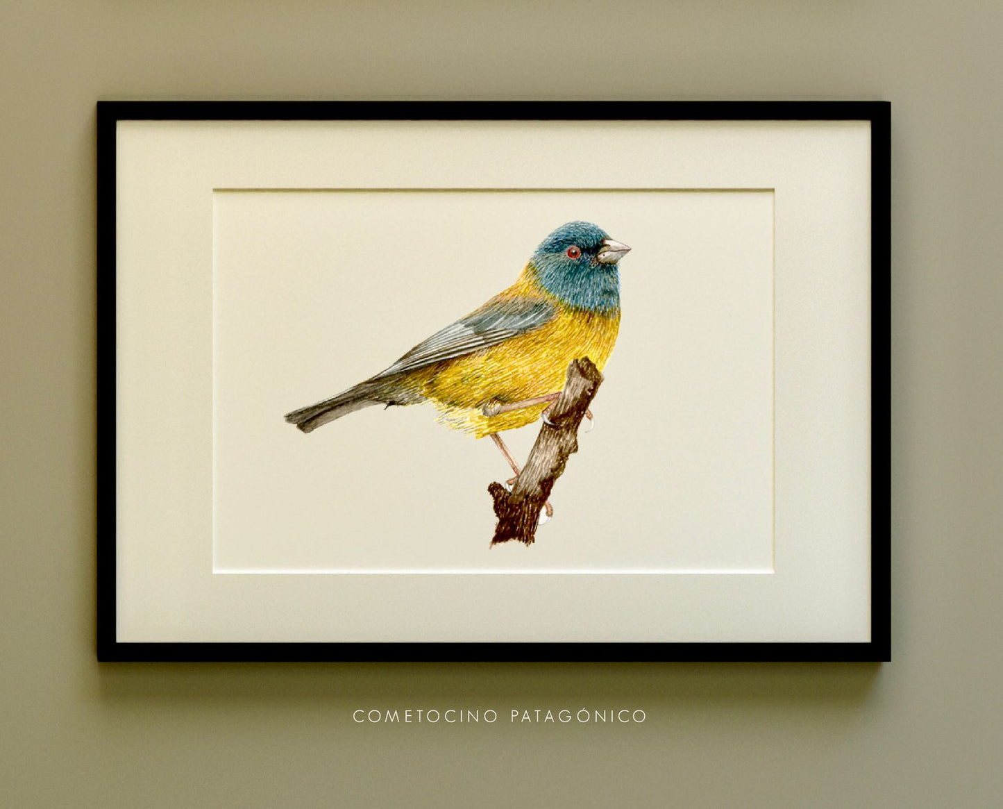 Ilustración Cometocino patagónico
