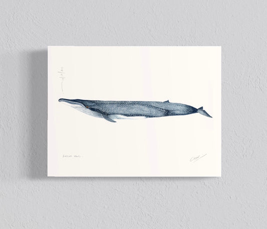 Ilustración Ballena Azul