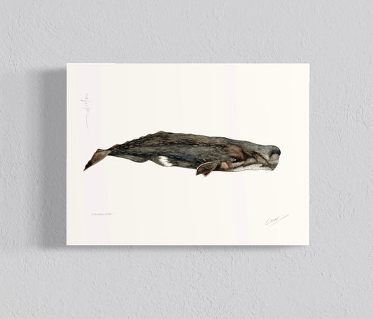 Ilustración Cachalote