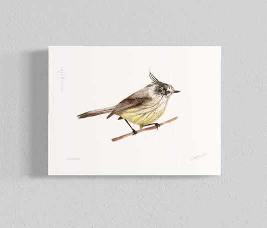 Ilustración Cachutito