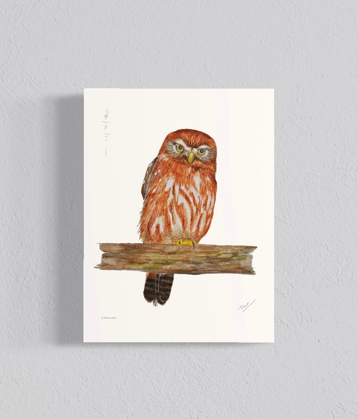 Pack Ilustraciones Búhos y Lechuzas