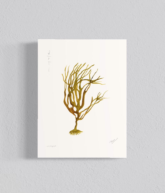 Ilustración Cochayuyo