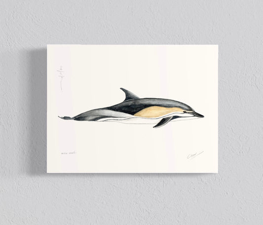 Ilustración Delfín común