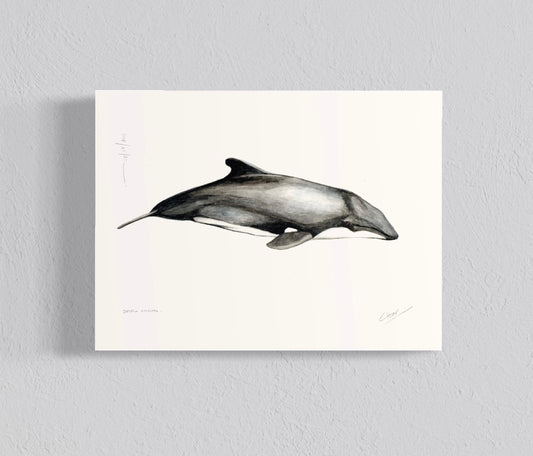 Ilustración Delfín chileno