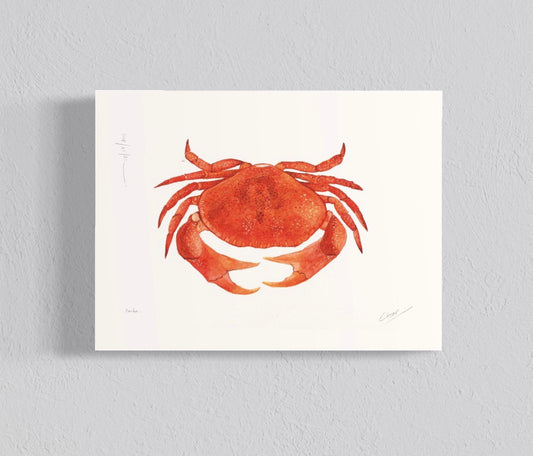 Ilustración Jaiba
