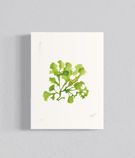 Ilustración Luche