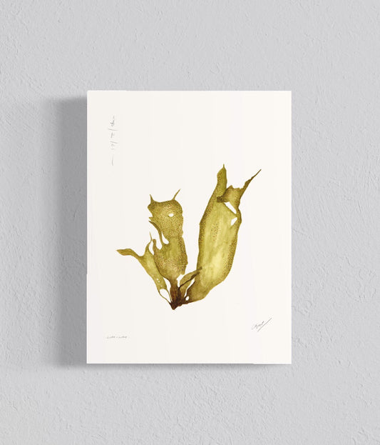 Ilustración Luga-luga