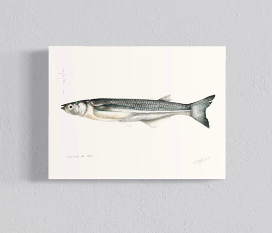 Ilustración Pejerrey de mar