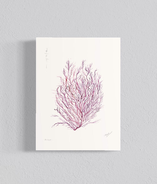 Ilustración Pelillo