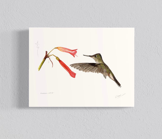 Ilustración Picaflor chico